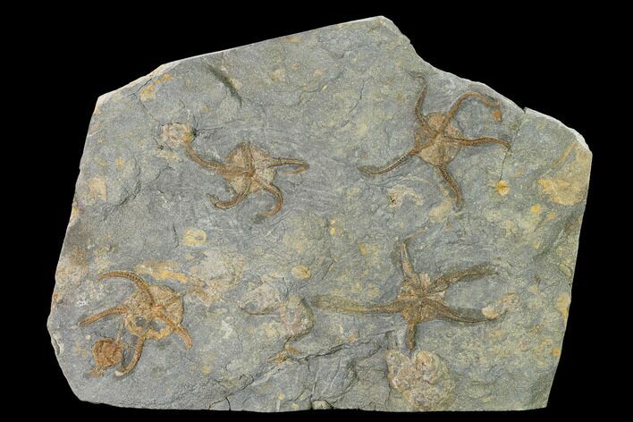 Wide Ordovician Brittle Star (Ophiura) Multiple Plate - Morocco #154157